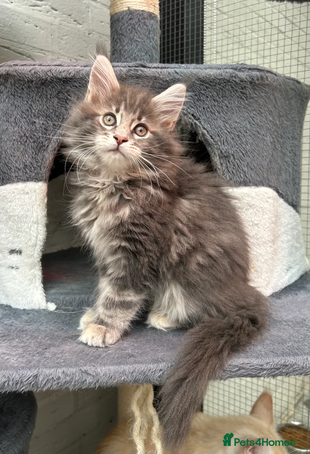 Maine Coon cats for sale: TICA reg Pedigree Maine Coon Kittens  - Advert 25