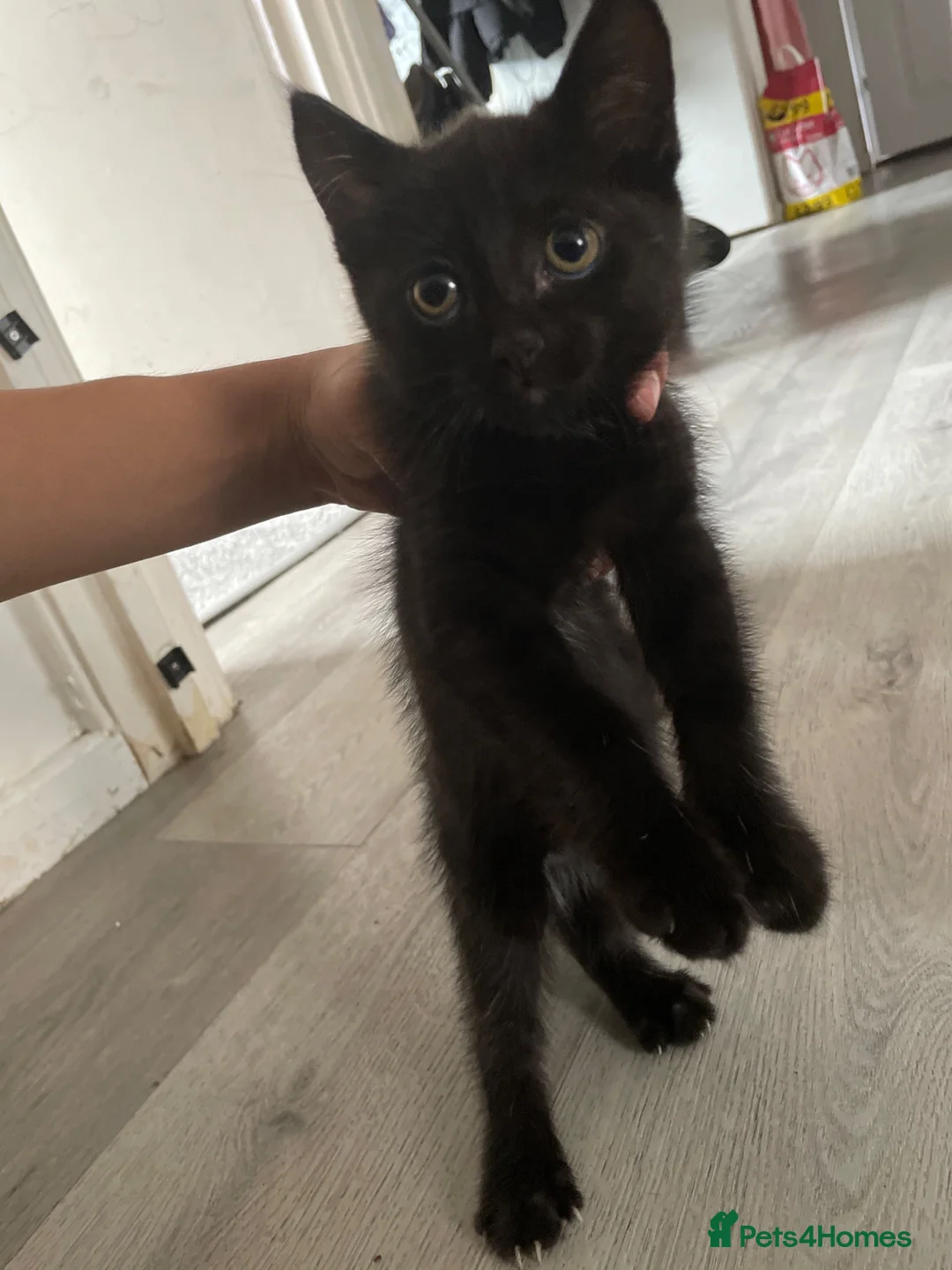 Mixed Breed cats for sale: Beautiful black mixed Maine coon / tabby  in Cambridge - Advert 2