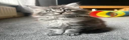 Maine Coon cats for sale: Stunning Maine Coon Boy - Advert 2
