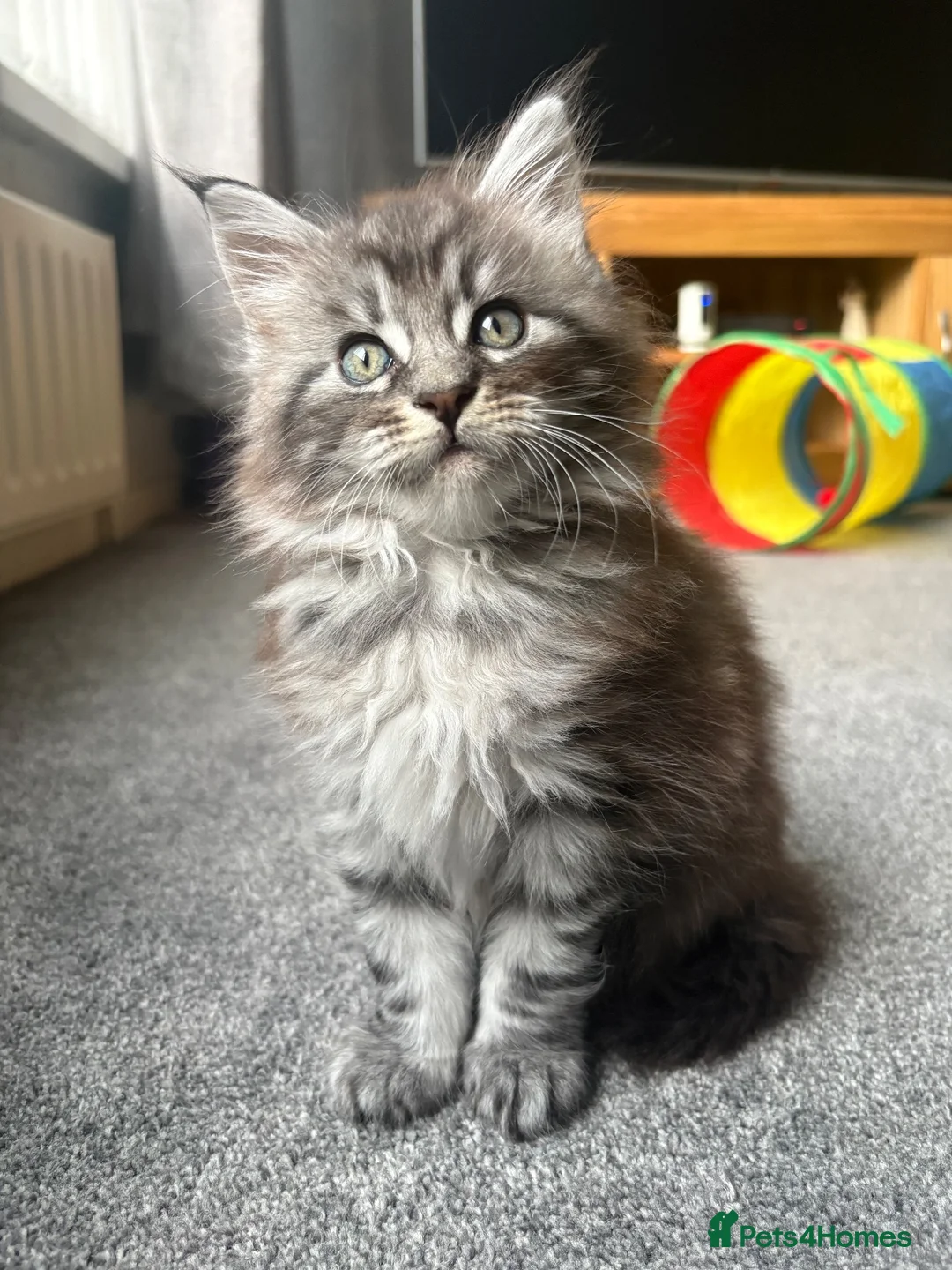 Maine Coon cats for sale: Stunning Maine Coon Boy - Advert 2