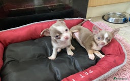 Chihuahua dogs for sale: Chihuahua Puppies For Sale - Advert 7