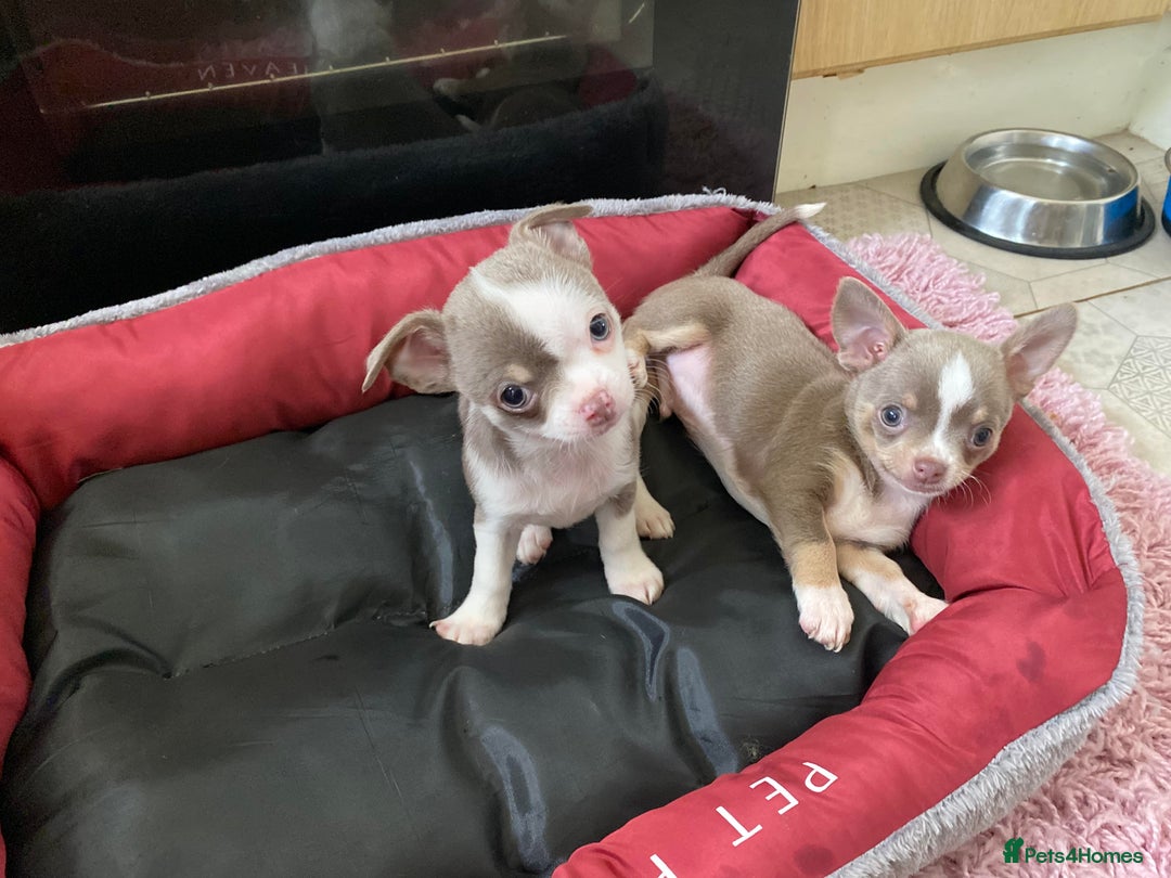 Chihuahua dogs for sale: Chihuahua Puppies For Sale - Advert 7