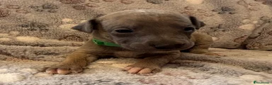 Green Collar