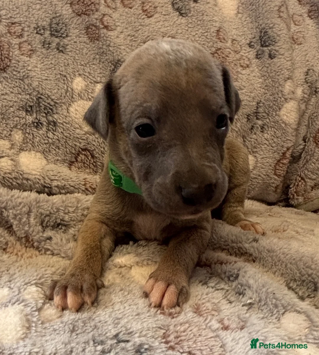 Whippet dogs for sale: KC Registered Whippet Puppies - Advert 13