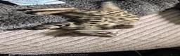 Bengal cats for sale: Bengal boys  - Advert 11
