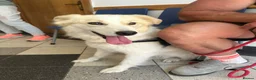Mixed Breed dogs for sale: Meet this gorgeous gentle girl, Ada in Swadlincote - Advert 13