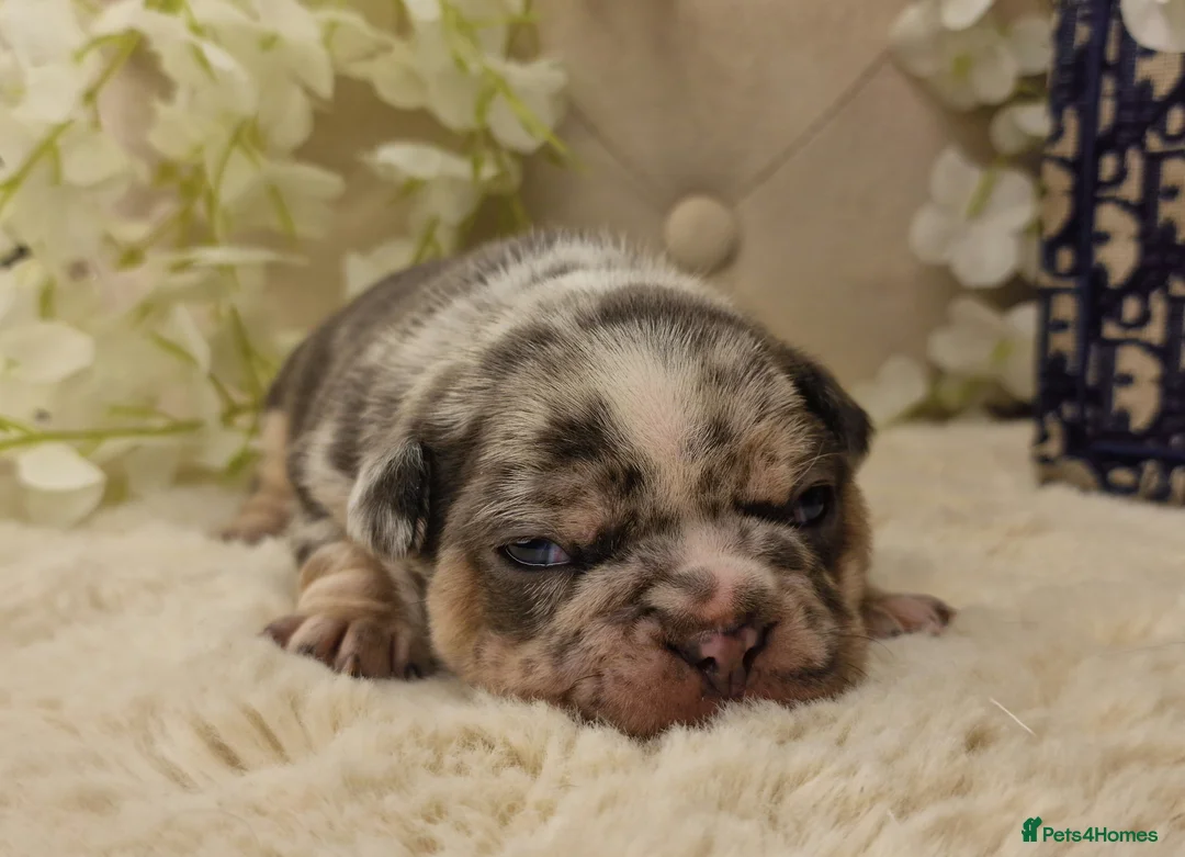 French Bulldog dogs for sale: 💥👀 NEW SHADE ISABELLA, MERLE TRI LILAC   - Advert 28