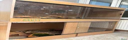 Python Snake reptiles for sale: 2 royal pythons and full set up in Eastbourne - Advert 3
