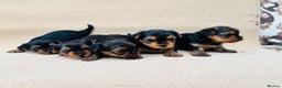 Yorkshire Terrier dogs for sale: Beautiful litter of Yorkshire terrier puppies - Advert 6