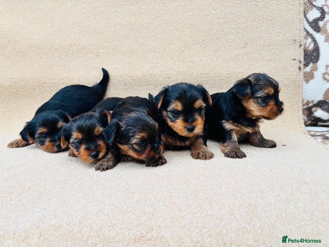 Yorkshire Terrier dogs for sale: Beautiful litter of Yorkshire terrier puppies - Advert 6