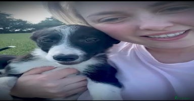Border Collie dogs - Advert 15