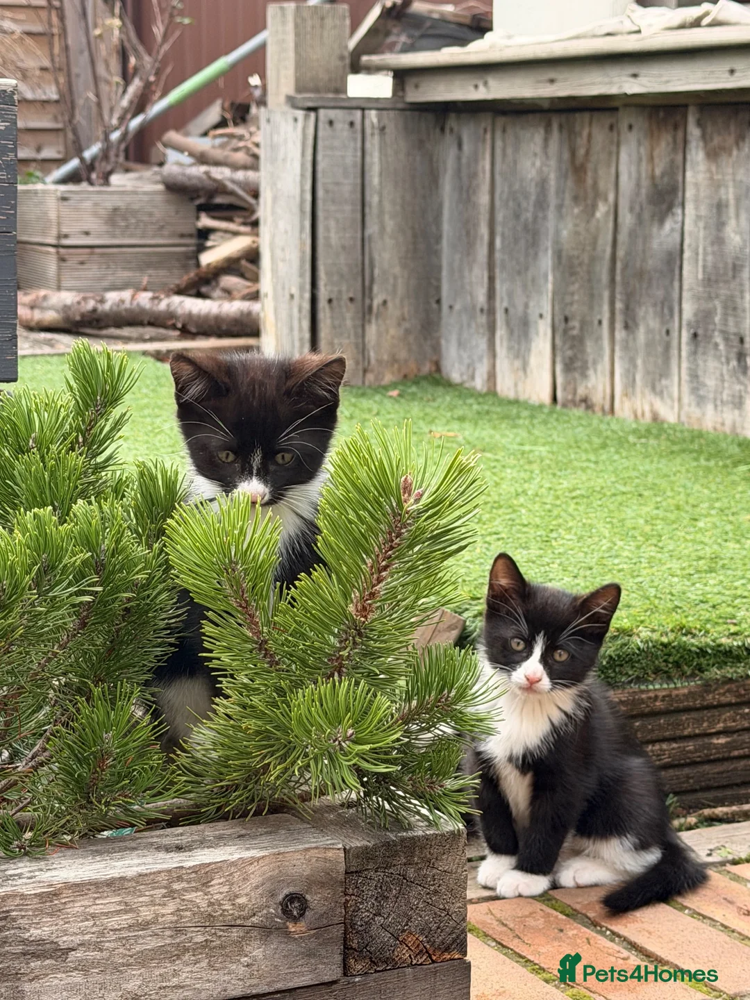 Mixed Breed cats for sale: 6 lovely kittens ready for their new homes - Advert 1