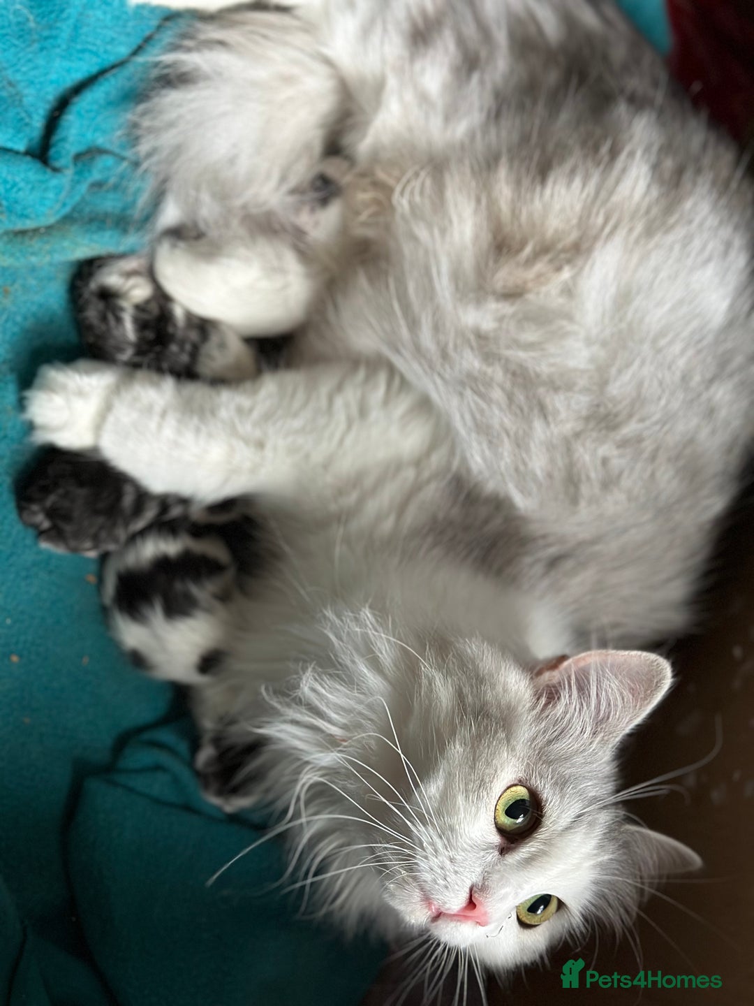 Siberian cats for sale: TICA Siberian Kittens Hypoallergenic Family Raised - Image 15