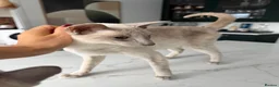 Siamese cats for sale: All reserved -Pedigree GCCF Registered - Advert 11