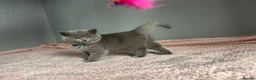 British Shorthair cats for sale: British short /longhair gccf  kittens  - Advert 3