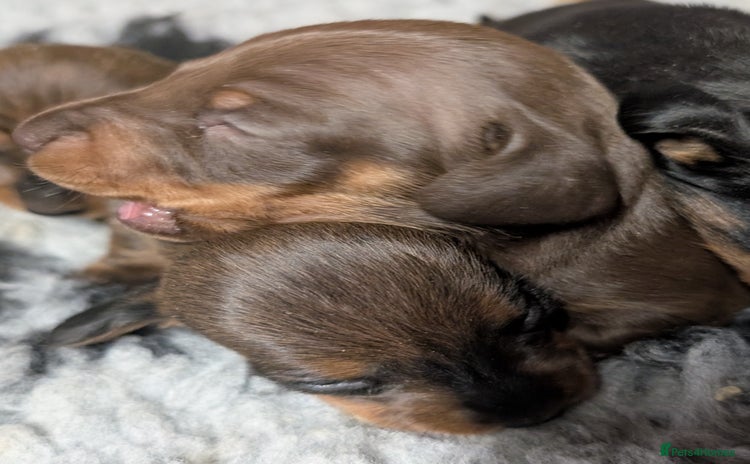 Miniature Dachshund dogs - Advert 2
