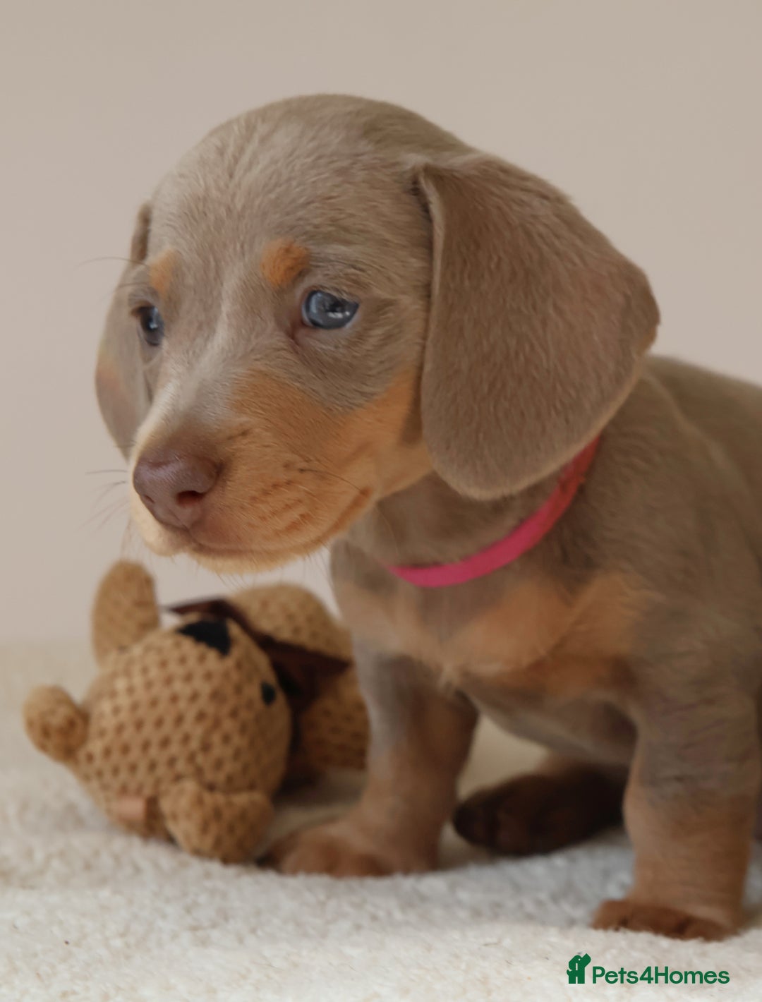 Miniature Dachshund dogs for sale:  🌟5StarsLicense+Holistic+KC+VetChecked+PRA Clear+ - Image 11