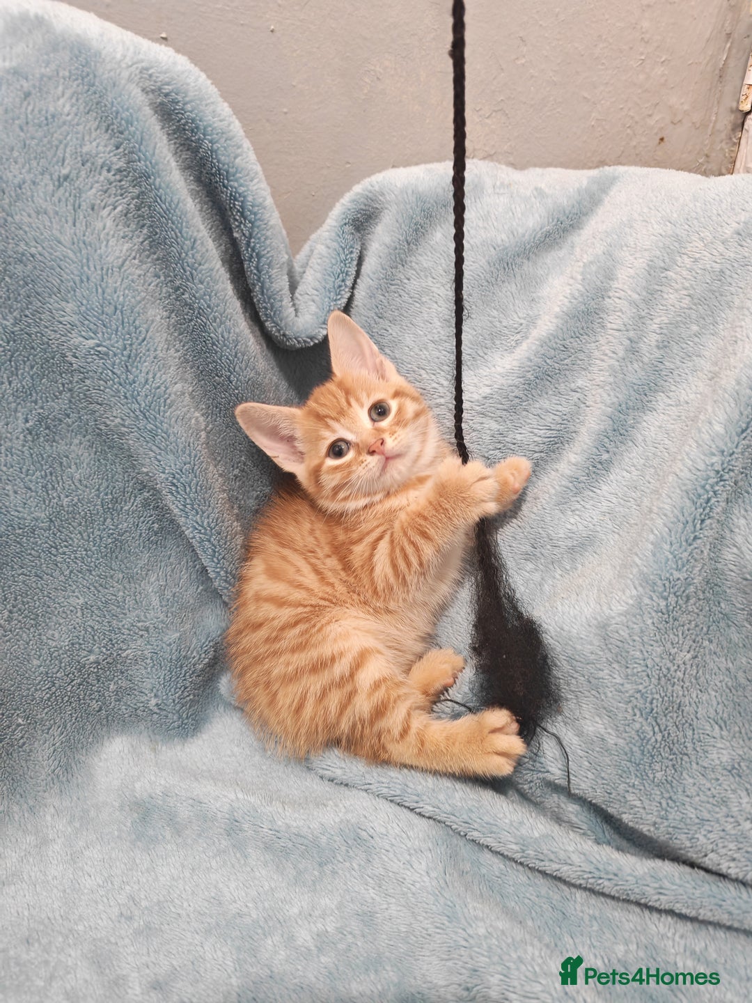 Mixed Breed cats for sale: Beautiful kittens VIDEOS - Advert 7