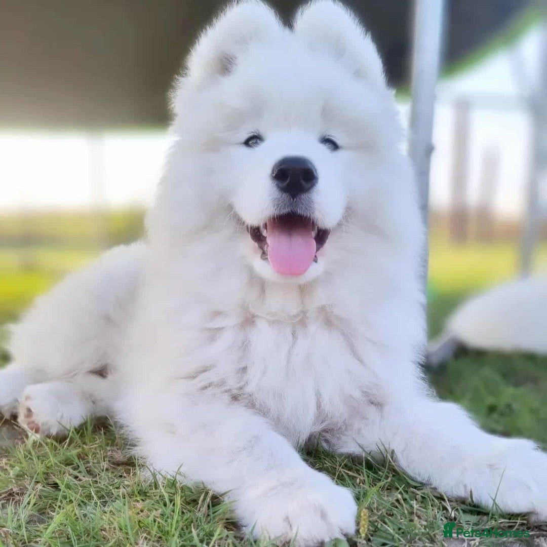 Samoyed dogs for sale: Adorable puppies for sale! - Image 4