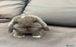 Mini Lion Lop rabbits for sale: Mini lop rabbits  - Image 4