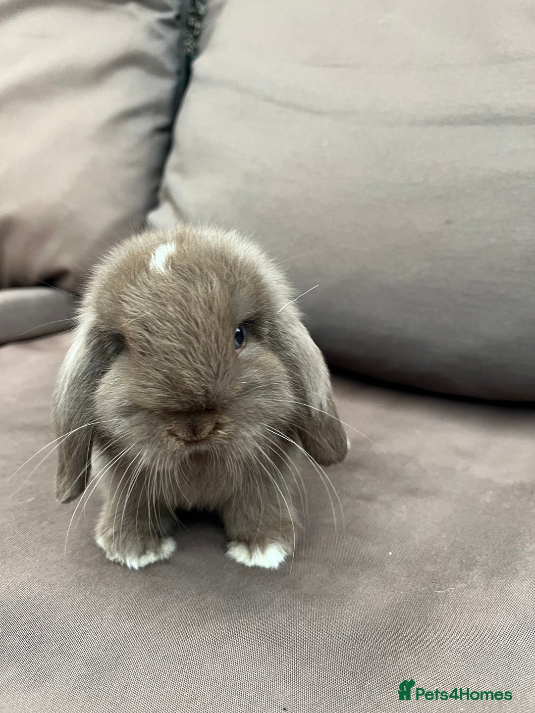 Mini Lion Lop rabbits for sale: Mini lop rabbits  - Image 4
