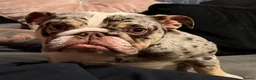 English Bulldog dogs for sale: Beautiful MERLE rare English Bulldog 🌸 - Advert 6