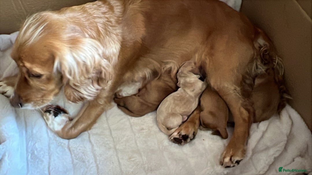 Cocker Spaniel dogs for sale: KC registered working spaniels Puppies-Cornwall  - Advert 2