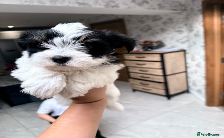 Biewer Terrier dogs - Advert 7