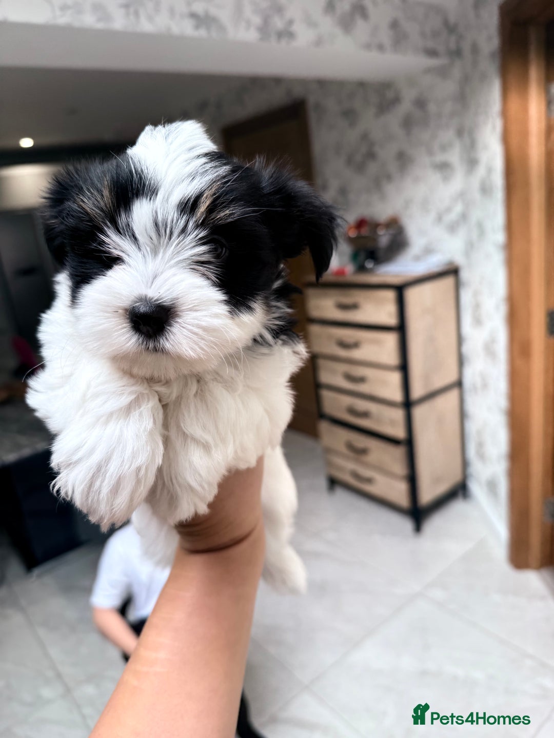 Biewer Terrier dogs for sale: Yorkshire terrier biewer  - Image 1