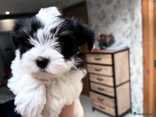 Biewer Terrier dogs - Advert 3