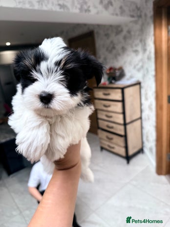 Biewer Terrier dogs - Advert 1