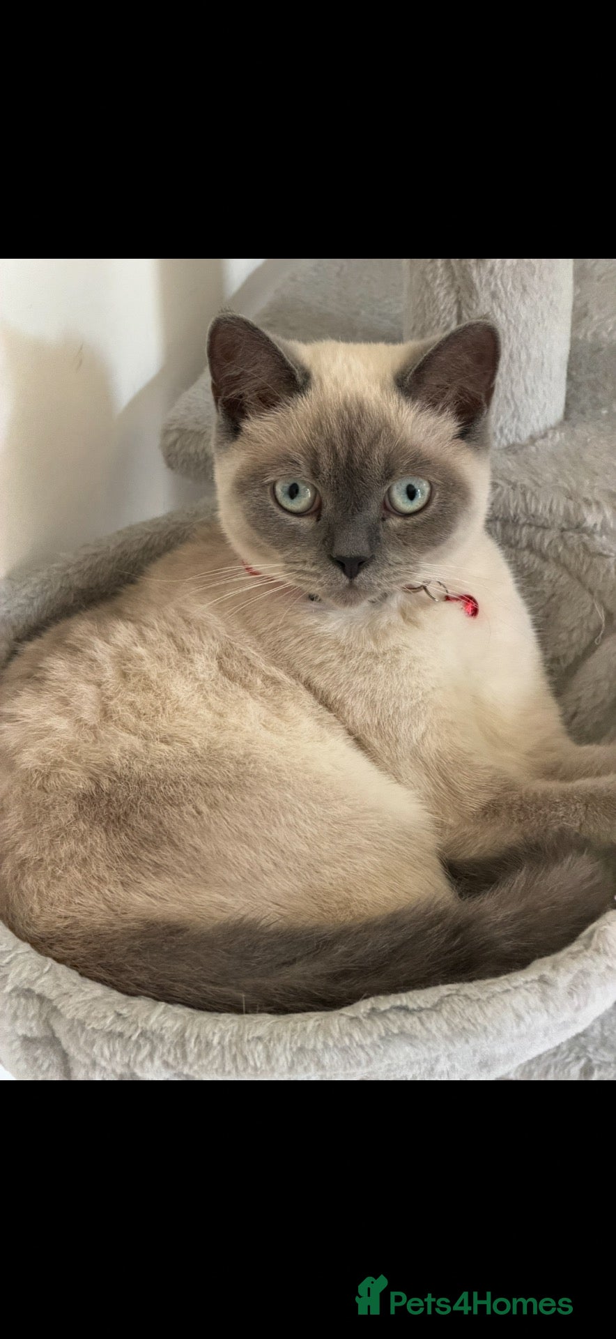 British Shorthair cats for sale: Male colourpoint British short hair  - Advert 3