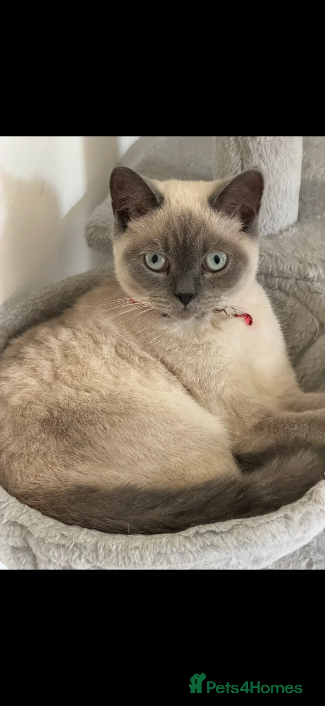 British Shorthair cats for sale: Male colourpoint British short hair  - Advert 1