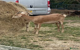 Goats livestock for sale: Goat family for Sale. - Image 3