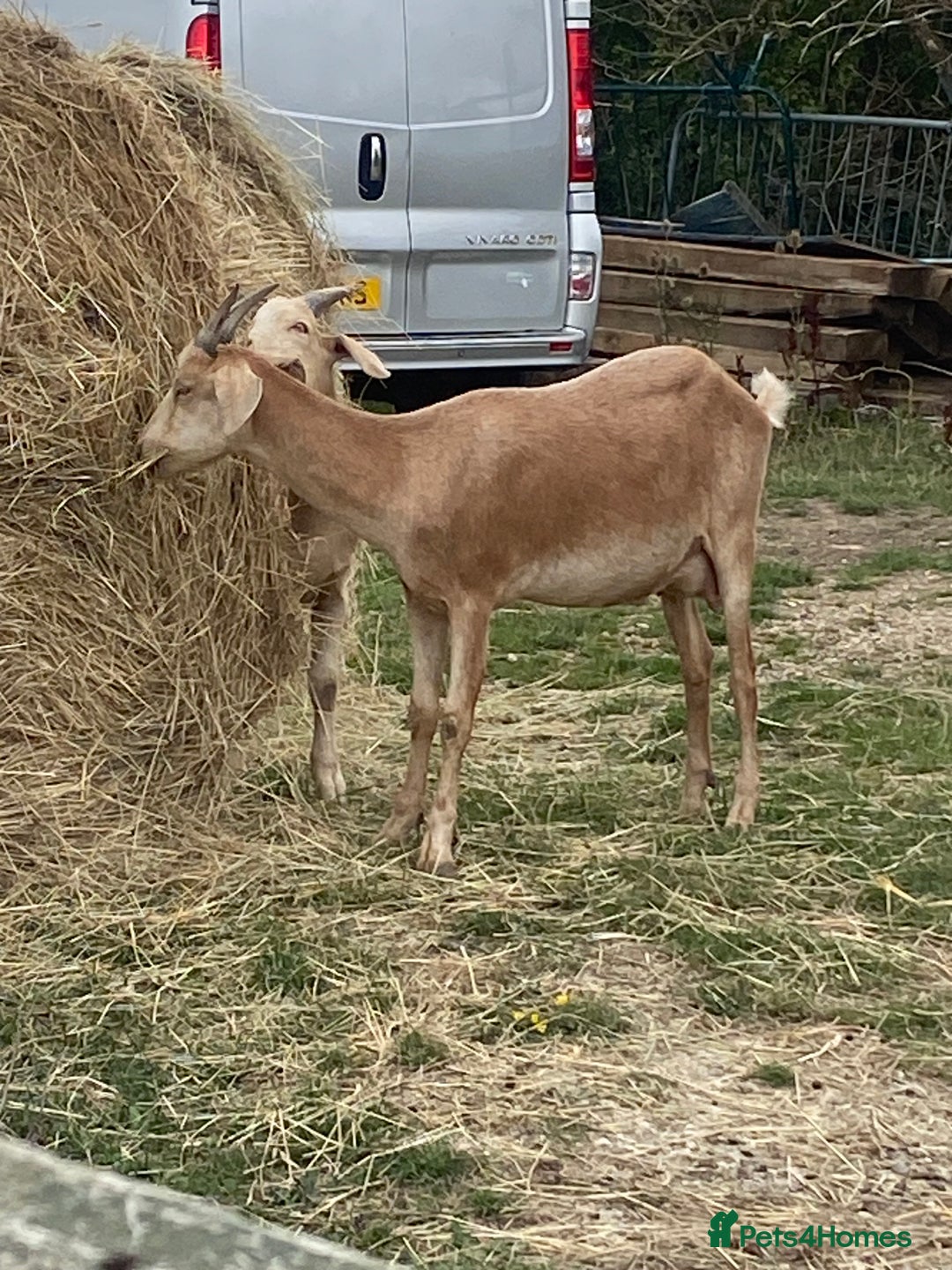 Goats livestock for sale: Goat family for Sale. - Image 3