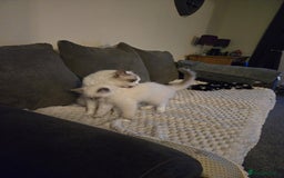 Ragdoll cats for sale: Pure Ragdoll Kittens (Mitted) Only 1 male left  - Image 4