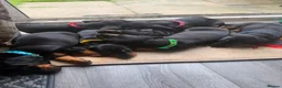 Dachshund dogs for sale: Black & Tan Standard Smooth Dachshund Puppies - Advert 5