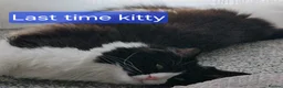 Mixed Breed cats for sale: Long‑Haired Ragdoll Cross Tortoiseshell Kittens - Advert 23