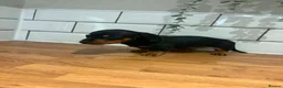 Dachshund dogs for sale: Beautiful dachshund puppies - Advert 19