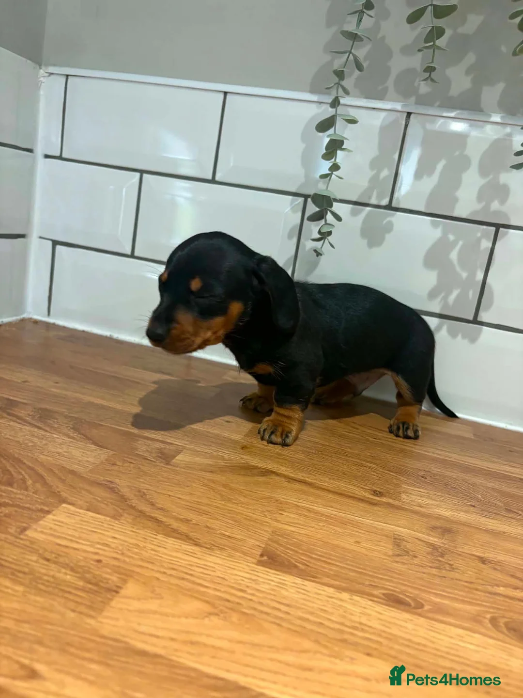 Dachshund dogs for sale: Beautiful dachshund puppies - Advert 19