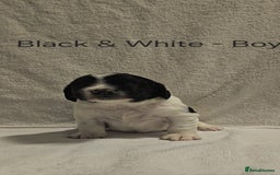 Sprocker dogs for sale: Adorable Sprocker Puppies  - Image 7