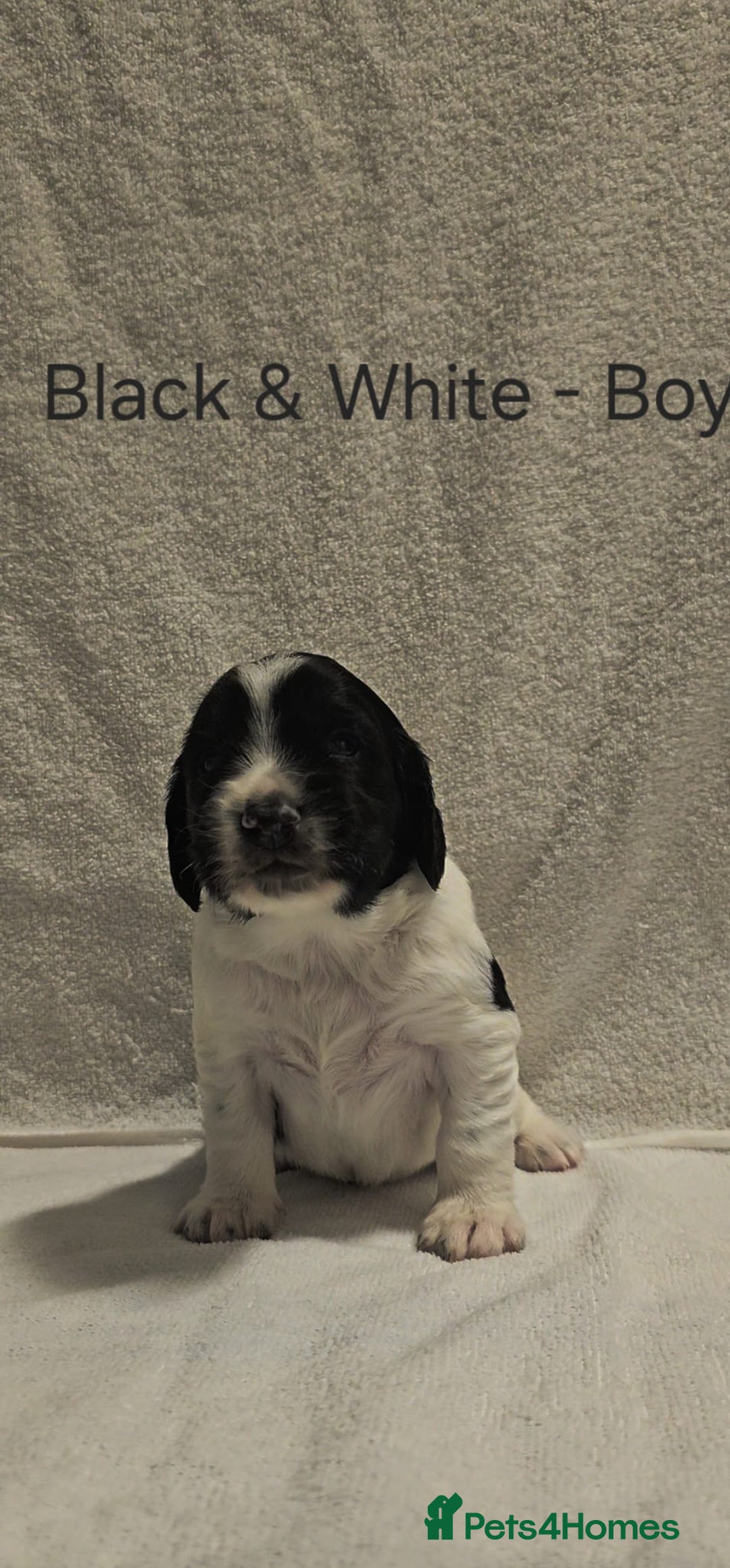 Sprocker dogs for sale: Adorable Sprocker Puppies  - Image 7