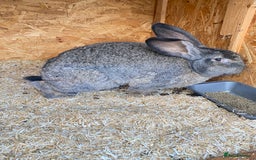 Continental Giant rabbits for sale: Beautiful Continental Giant Male – 1 Year Old  - Advert 1