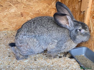 Continental Giant rabbits Beautiful Continental Giant Male – 1 Year Old - Advert 11