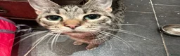 Mixed Breed cats for sale: READY FOR OUR NEW FAMILY  - Advert 7