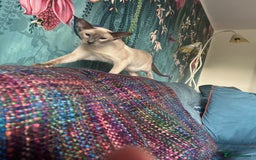 Oriental cats for sale: Oriental and Siamese cats for adoption - Image 17