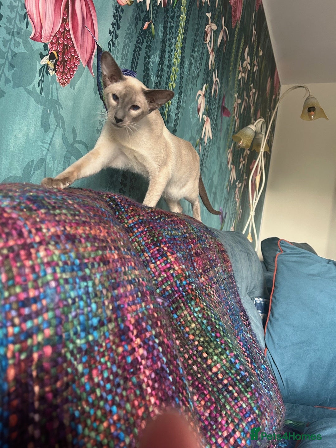 Oriental cats for sale: Oriental and Siamese cats for adoption - Image 17