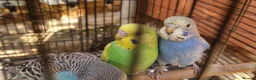 Budgerigars birds for sale: 4x budgie chicks £40 each ready now - Advert 3