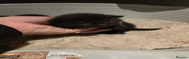 Black female