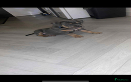 American Bully dogs for sale: American pocket bully - Image 3